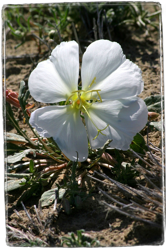 Desert Flower Death Valley, CA � Dave Hickey